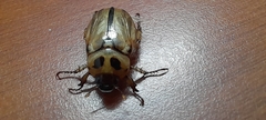 Scarabaeidae