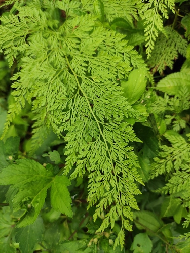 Onychium japonicum iNat (2)