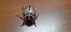 Scarabaeidae