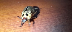 Scarabaeidae