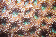 Acanthastrea