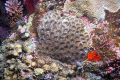 Acanthastrea