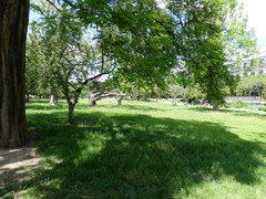 Robinia pseudoacacia
