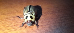 Scarabaeidae