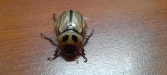 Scarabaeidae