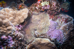 Leptastrea transversa