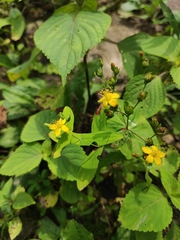 Hypericum sampsonii