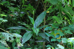 Pollia japonica