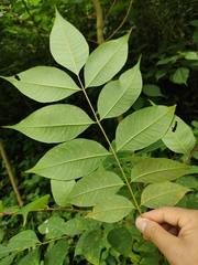 Tetradium ruticarpum