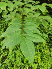 Tetradium ruticarpum