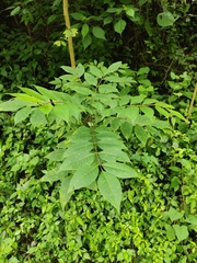 Tetradium ruticarpum