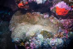 Psammocora nierstraszi