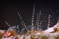 Antennella
