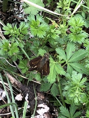 Lon melane vitellina