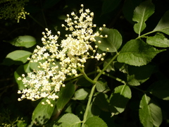 Sambucus nigra