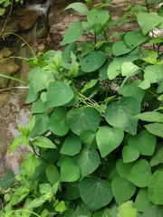 Stephania cephalantha