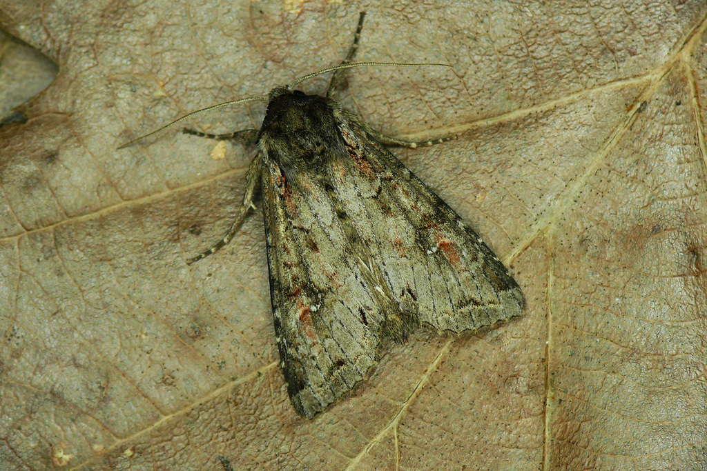 Pale Shining Brown