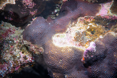 Leptastrea transversa