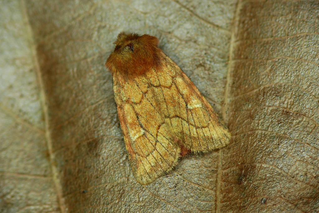 Silurian