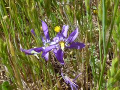 Conanthera bifolia
