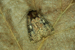 Xestia collina