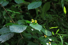 Mussaenda shikokiana