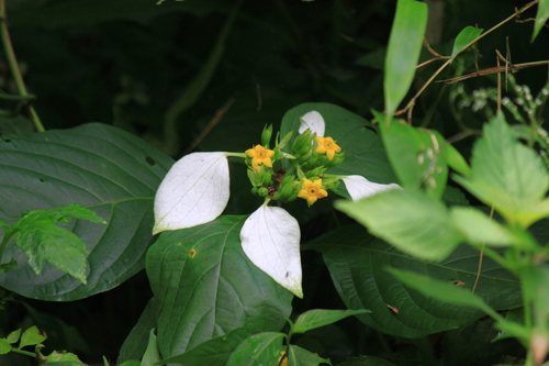 Mussaenda shikokiana iNat (2)
