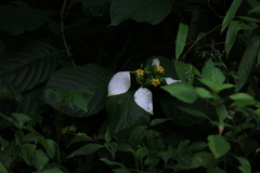 Mussaenda shikokiana