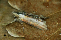 Cucullia asteris
