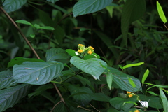 Mussaenda shikokiana