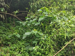 Mussaenda shikokiana