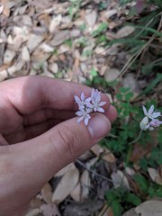 Allium drummondii