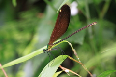 Matrona cyanoptera