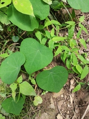 Stephania cephalantha