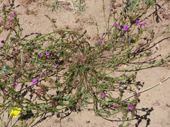 Calandrinia compressa