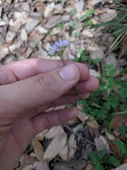 Allium drummondii