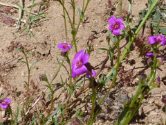 Calandrinia compressa