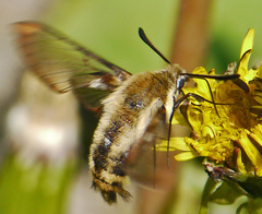 Hemaris diffinis