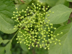 Sambucus nigra