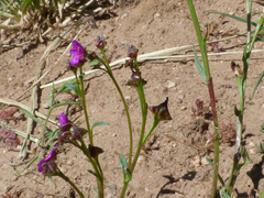 Calandrinia compressa