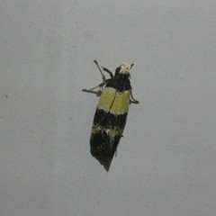 Macrobathra hamaxitodes