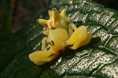 Epicadus heterogaster