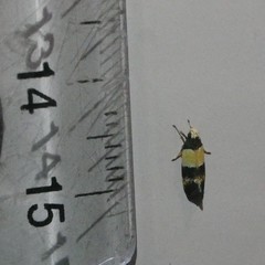 Macrobathra hamaxitodes