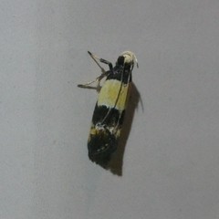 Macrobathra hamaxitodes