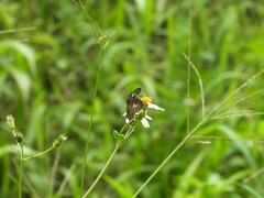 Seseria formosana