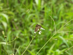 Seseria formosana