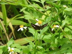Seseria formosana