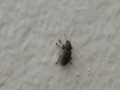 Sitona lepidus