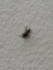 Sitona lepidus