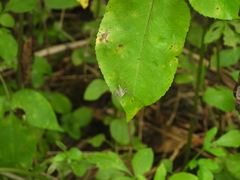 Hamadruas hieroglyphica